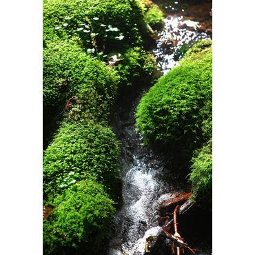 Canon RF 28-70 mm f2.8 IS STM MILC Standard zoomlinse Sort