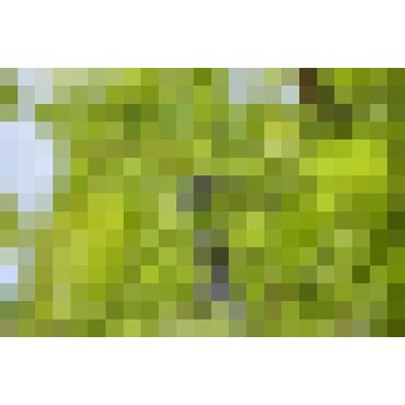 Gardena HighCut 250/18V - Ready-To-Use Set - ørnenæb - elektrisk - ledningfri