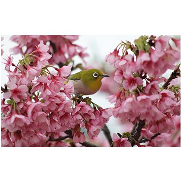 Canon RF 75-300 mm F4-5.6 Cropped frame(APS-C) camera Zoomlinse Sort