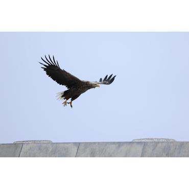 Canon RF telefoto zoom objektiv - 100 mm - 400 mm