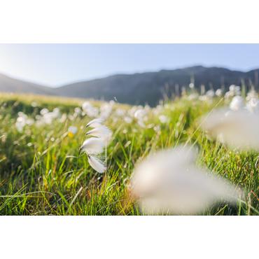 Canon RF makroobjektiv - 24 mm