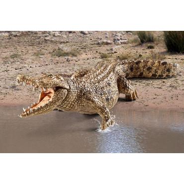 Schleich World of Nature: Wild Life - Crocodile - Actionfigur