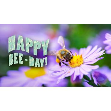 Adobe Photoshop Elements 2024