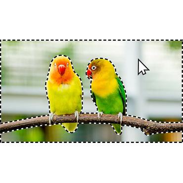 Adobe Photoshop Elements 2024