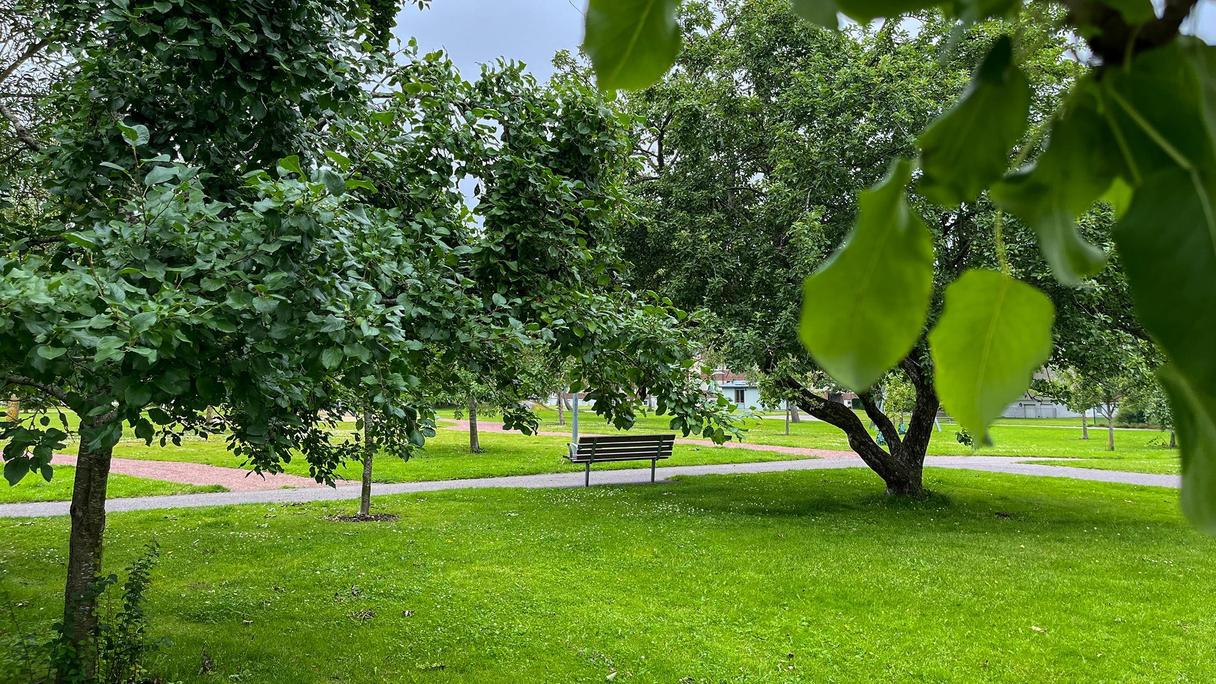 Fruktträd och gräsmatta med en bänk intill gångstråk