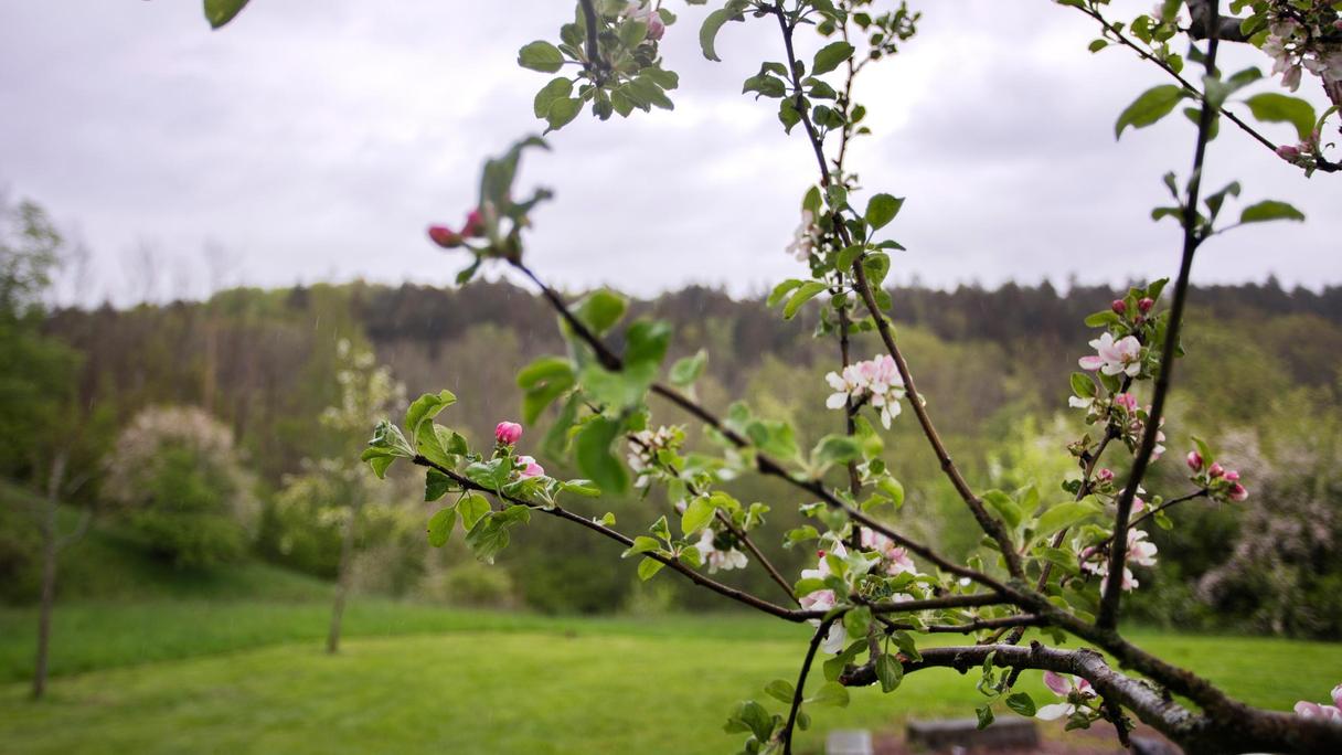 Gren som blommar.