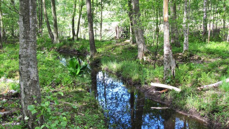 En grönskande skog med bäck mitt i bilden