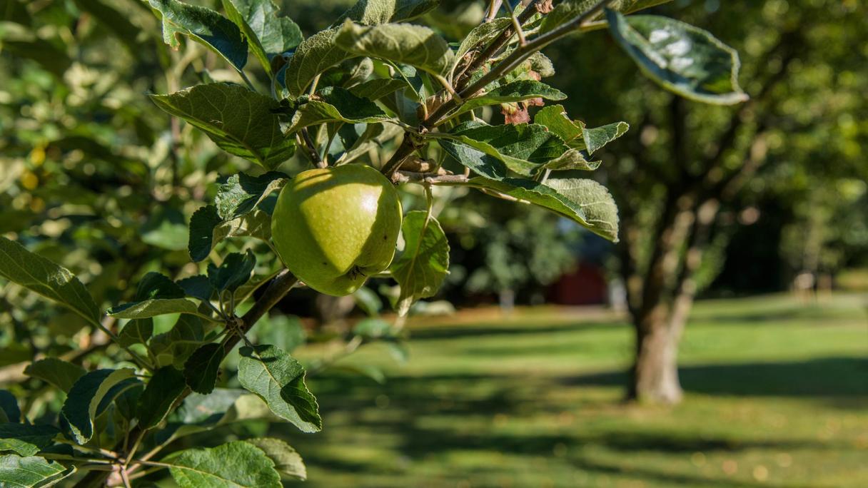 Gren med ett äpple.