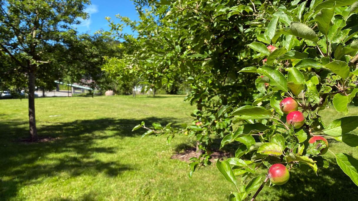 Äppleträd som bär frukt på Karlsrofältet