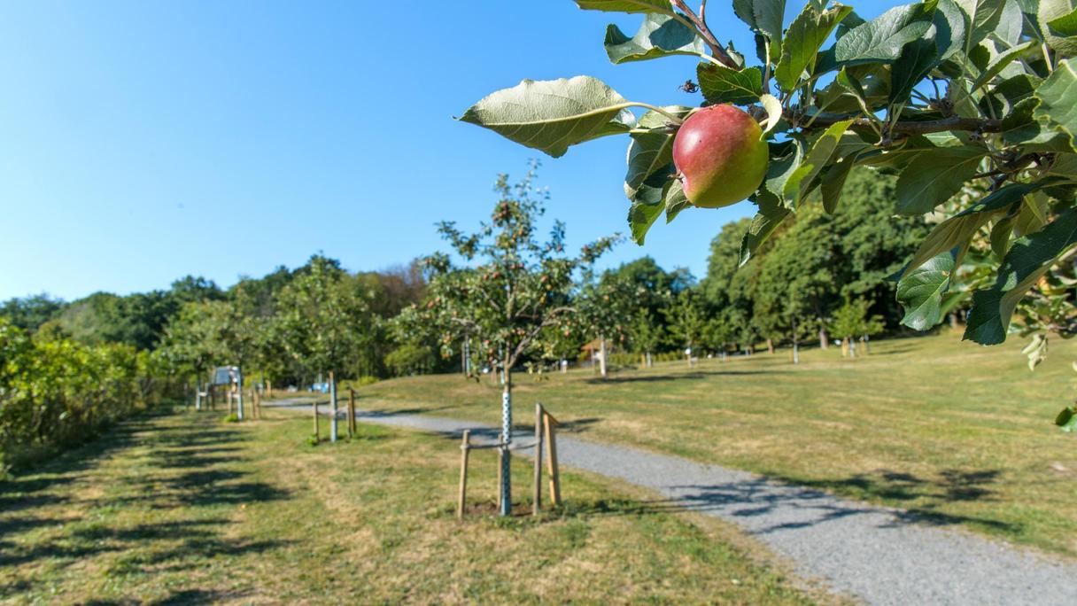 Fruktlund med flera äppleträd som står i ett gräsområde.