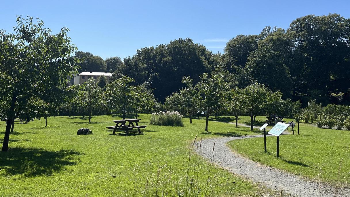 Fruktlund i Slottsskogen