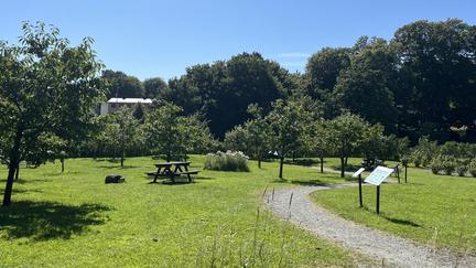 Fruktlund i Slottsskogen