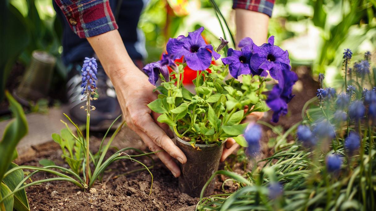 Händer som jobbar med lila blommor