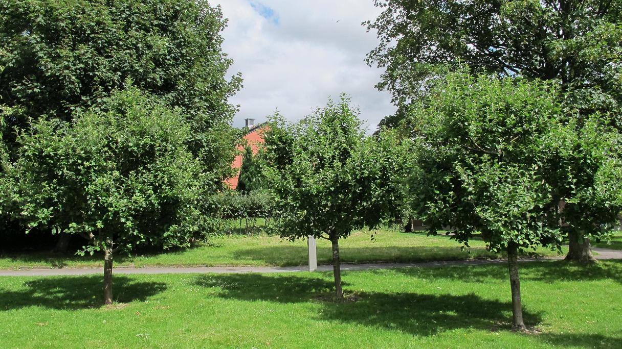 Gren med ett hängande äpple.