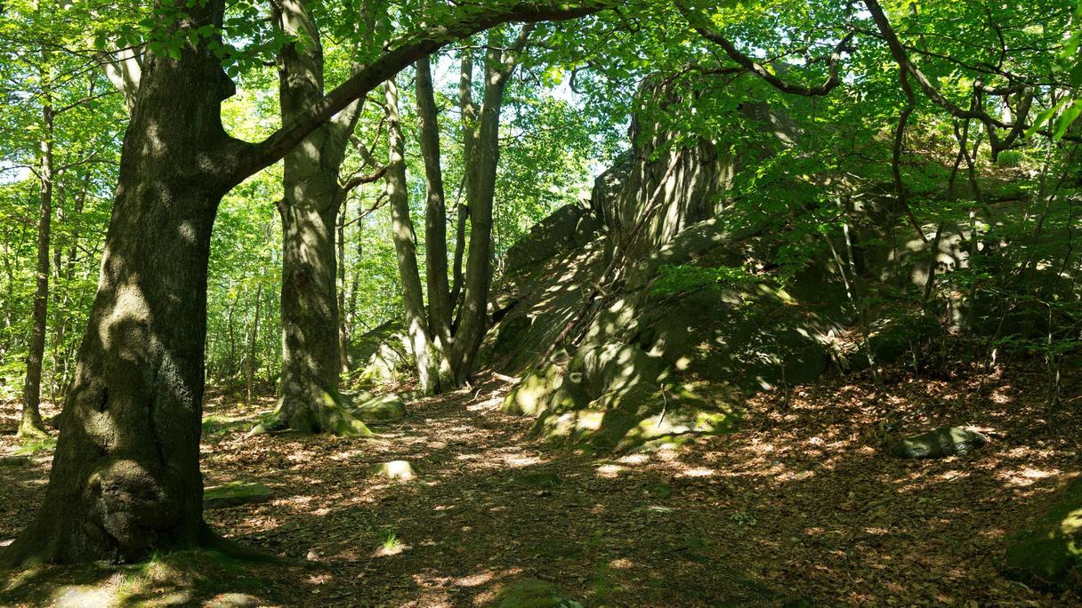 En tät lövskog med klippa