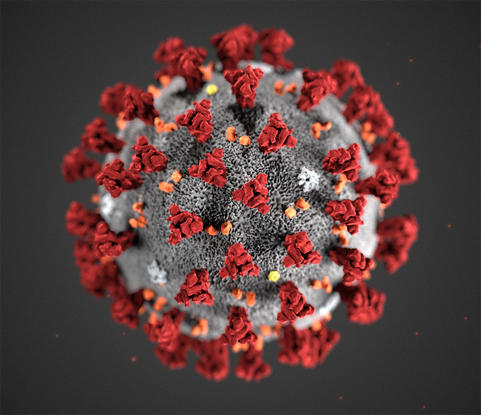 Microscope image of the coronacirus. Photo: CDC, Alissa Eckert