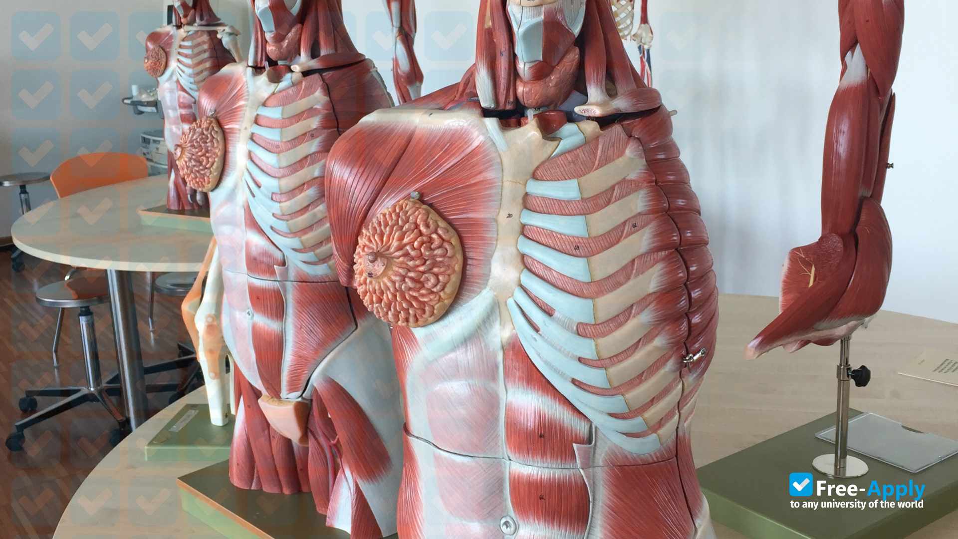 Humanitas University Free Apply Com