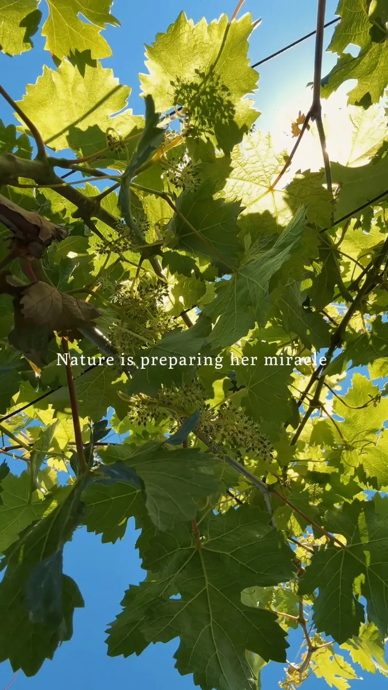 Ktima Akrani Winery - Image 3