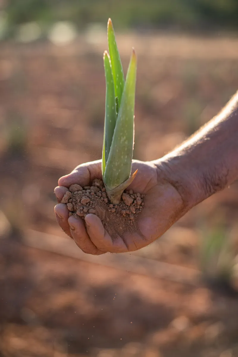 Pandrosia Farms