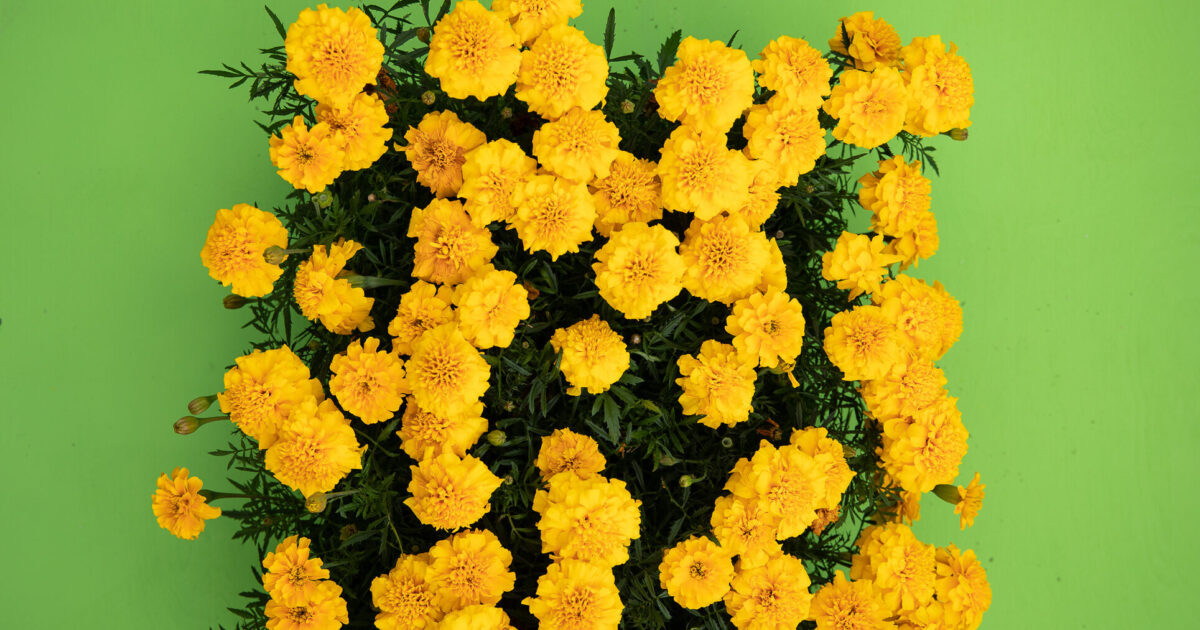 Blomster Prisonmade