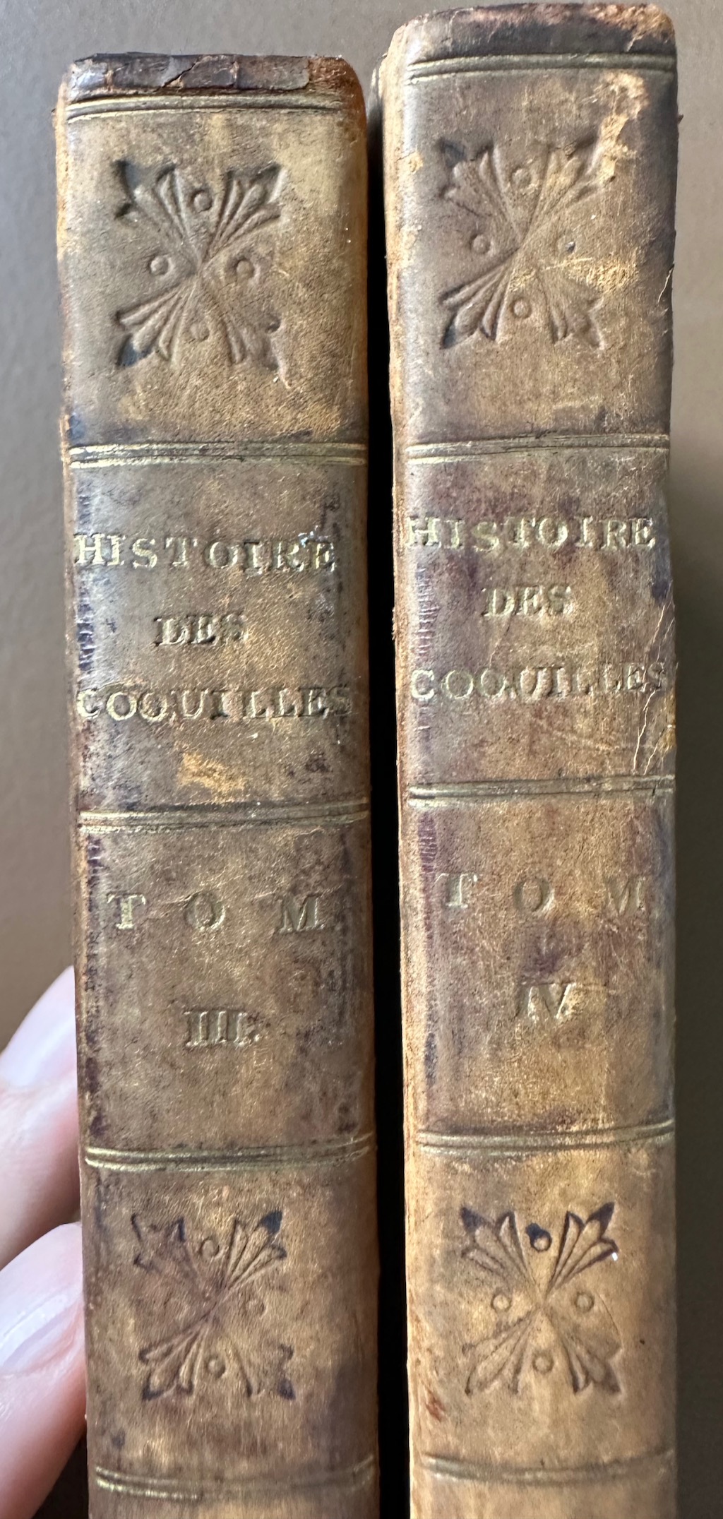 Histoire Naturelle des Coquilles