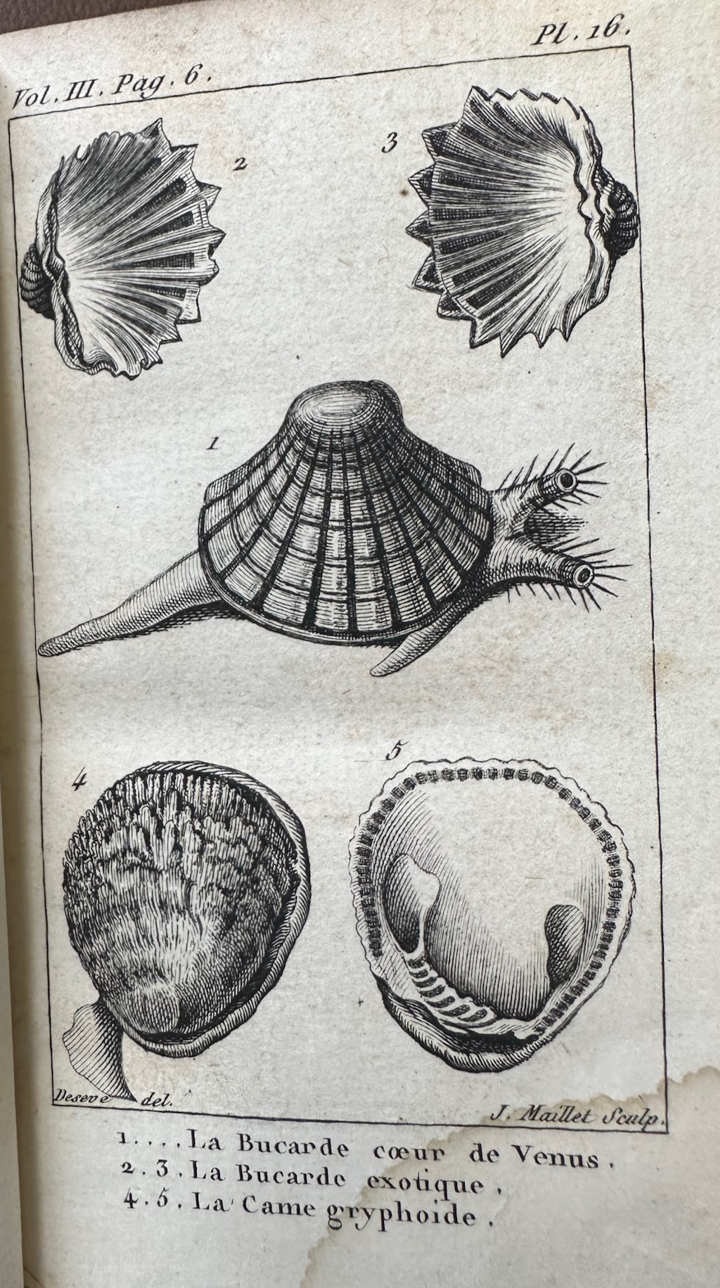 Histoire Naturelle des Coquilles