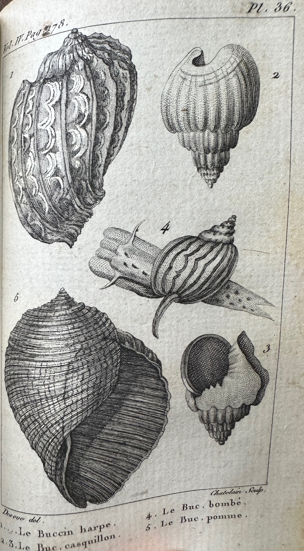 Histoire Naturelle des Coquilles