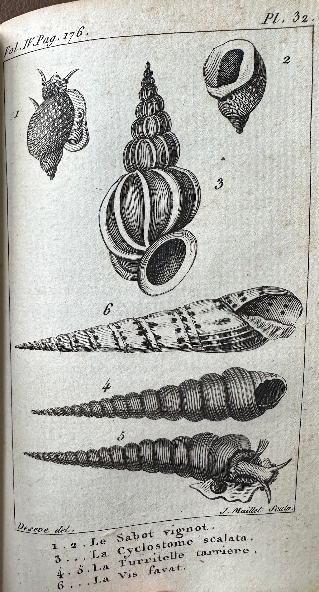 Histoire Naturelle des Coquilles