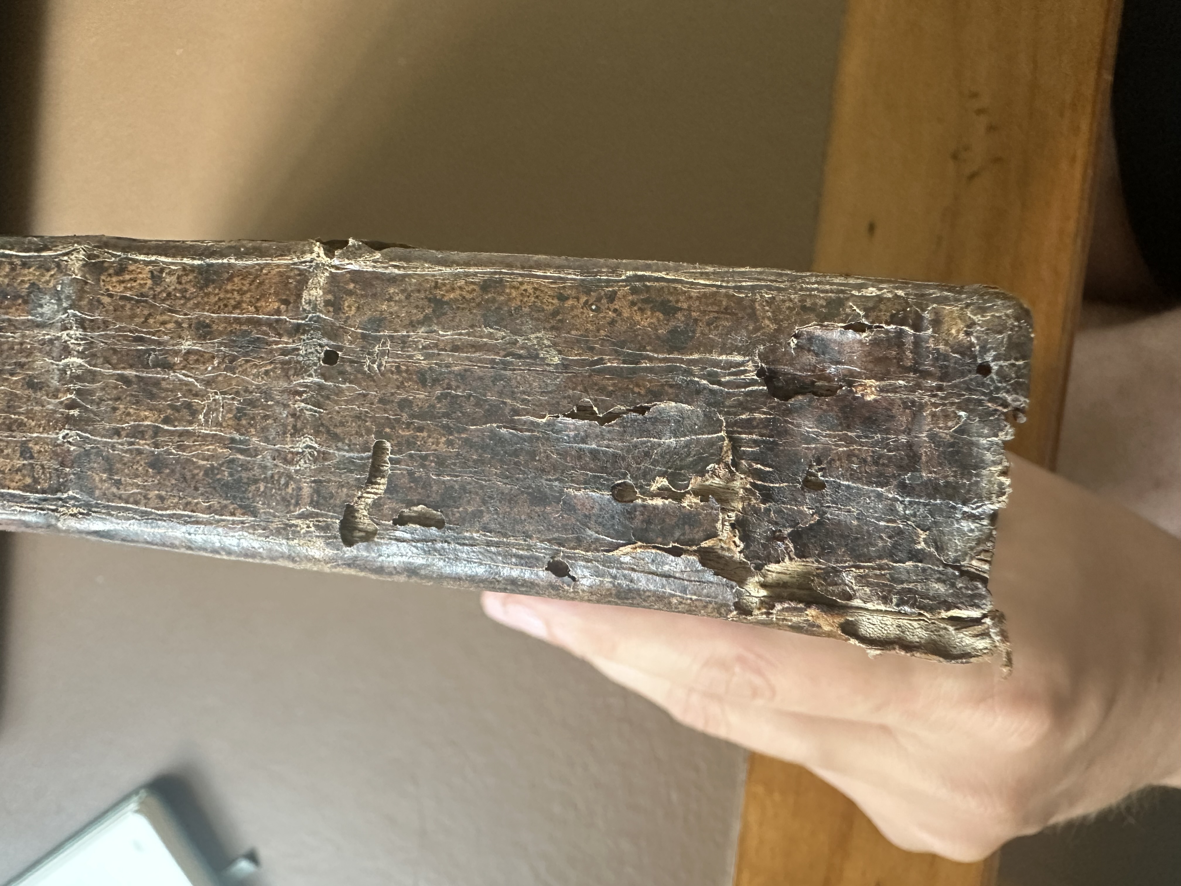 Naujas istatimas Jezaus Christaus wieszpaties musu lietuwiszku ležuwiu iszgulditas