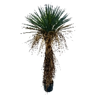 Sztuczna Yucca ROSTRATA L 120 cm Bizzotto