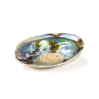 Muszla ozdobna do kadzenia Rainbow Abalone (Paua) Haliotis Iris rozmiar 12.5 - 15.5 cm - Darmowa dostawa od 100 zł - 📣 ZAMÓW DO 14:30. WYSYŁKA DZISIAJ