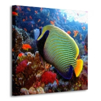 Emperor angelfish - Obraz na płótnie