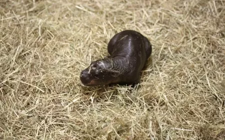 Begemot haqqında məlumat – Onların təhlükəli sirrləri və yaşayış tərzi