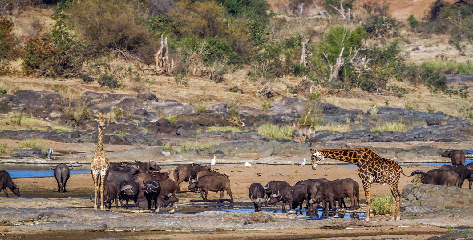 Chobe National Park, Botswana