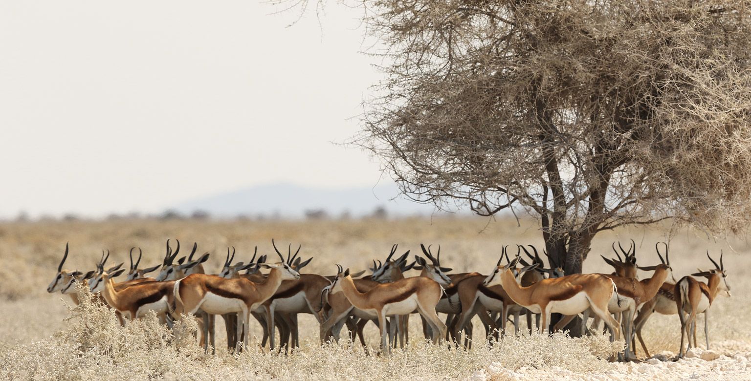 Namib-Naukluft National Park, Namibia