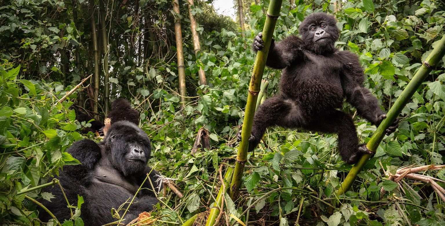 Bwindi Impenetrable National Park, Uganda