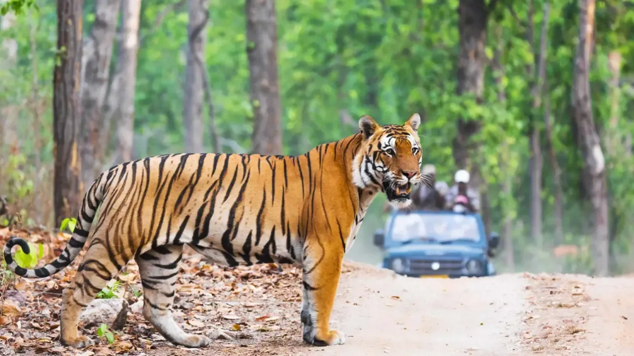 1. Tiger Safaris in India’s National Parks