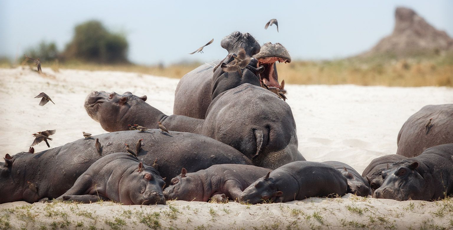 Etosha National Park, Namibia