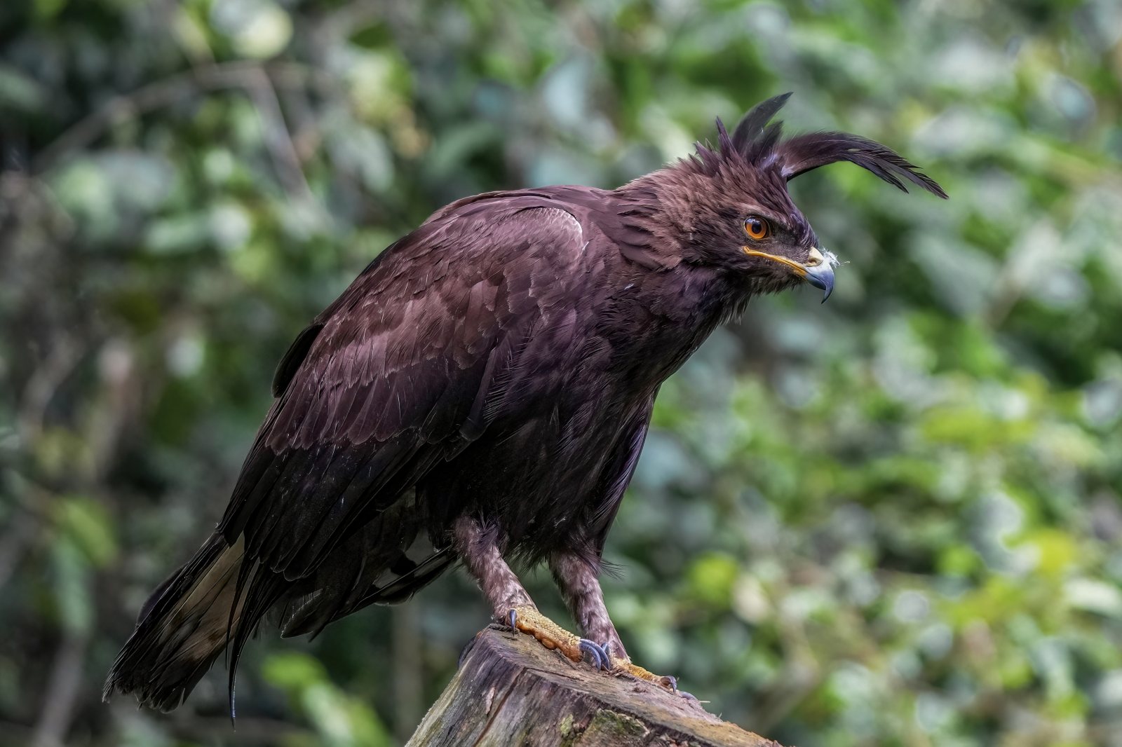 Eagle Park