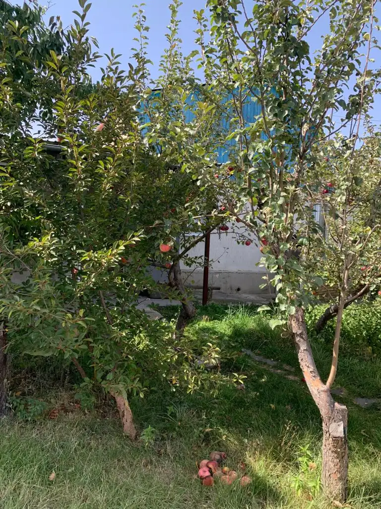 Vibehouse Karakol