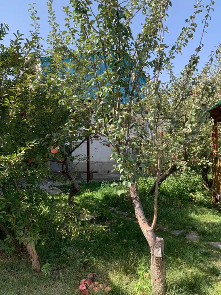 Vibehouse Karakol