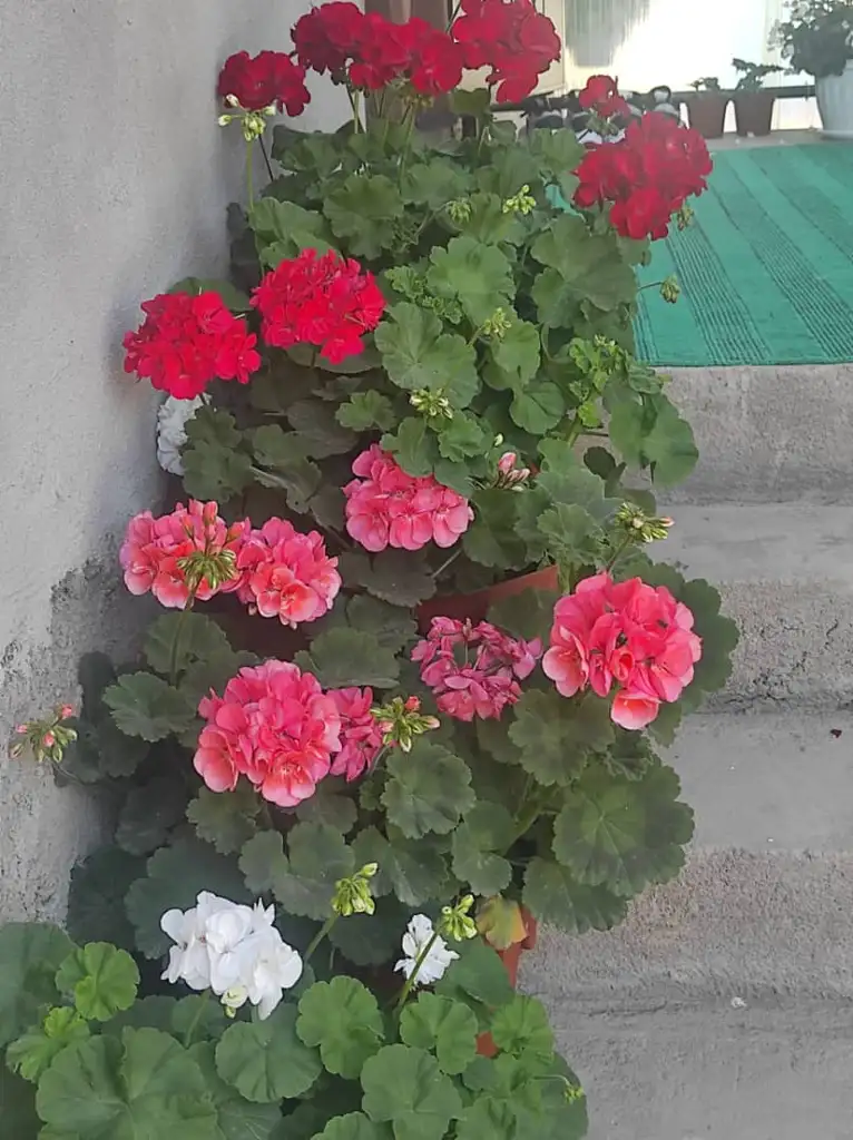 Одноместный местный номер