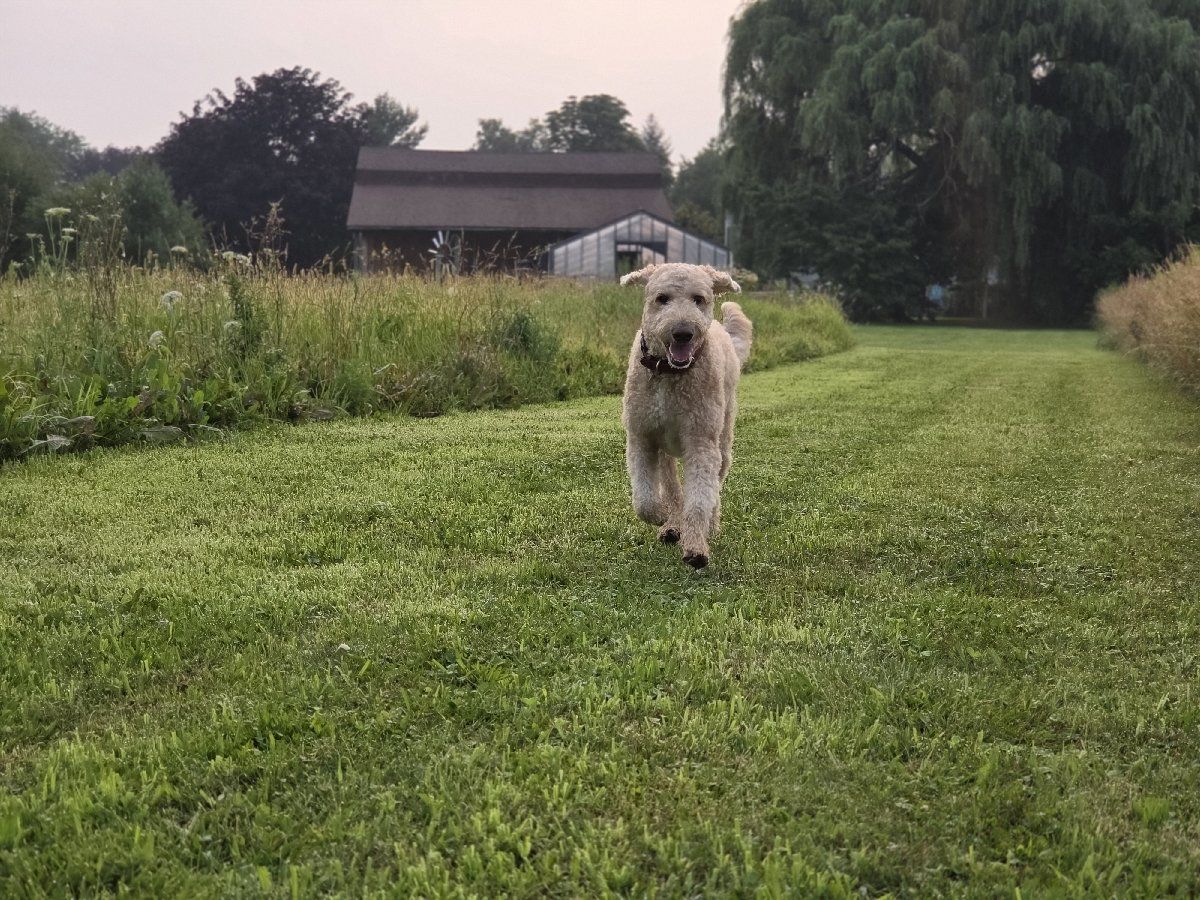 Yoshi
