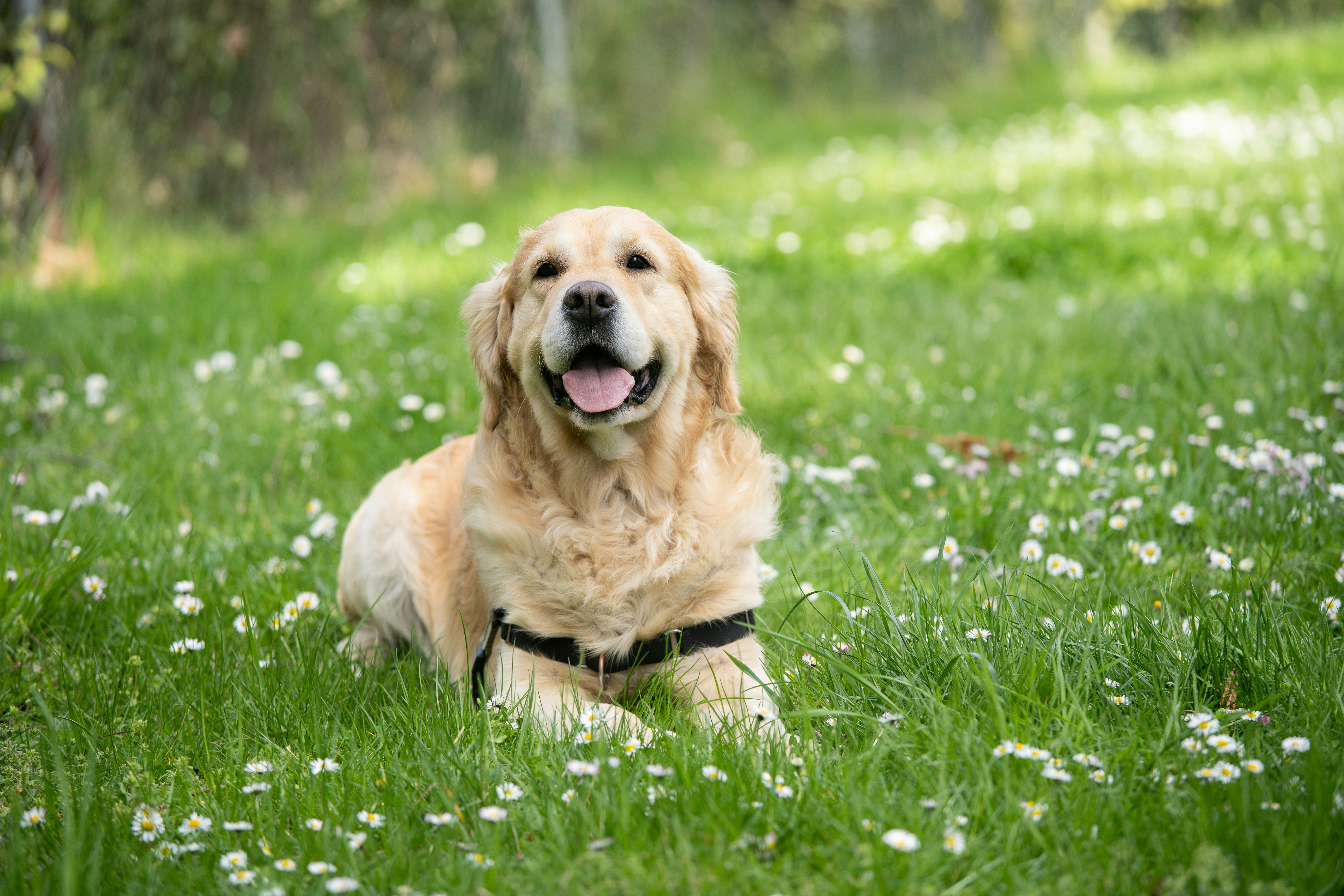 Why Dog Boarding with Friends and Family Is the Ultimate Alternative to Kennels