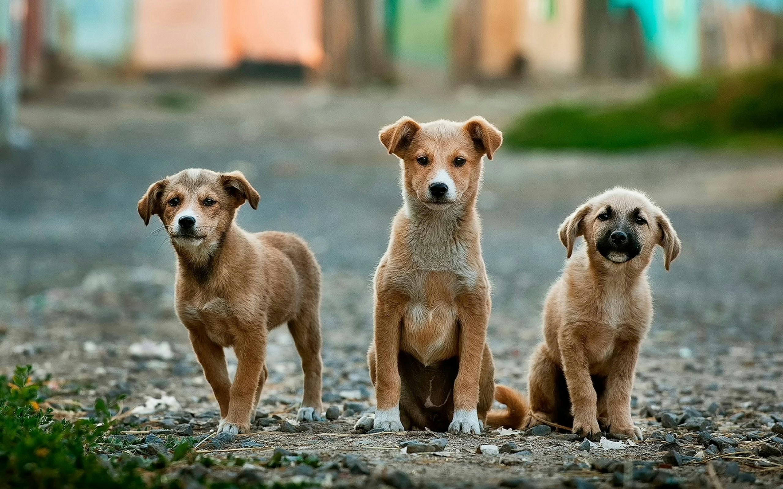 Which Dogs Experience the Most Anxiety When Staying Away from Home?