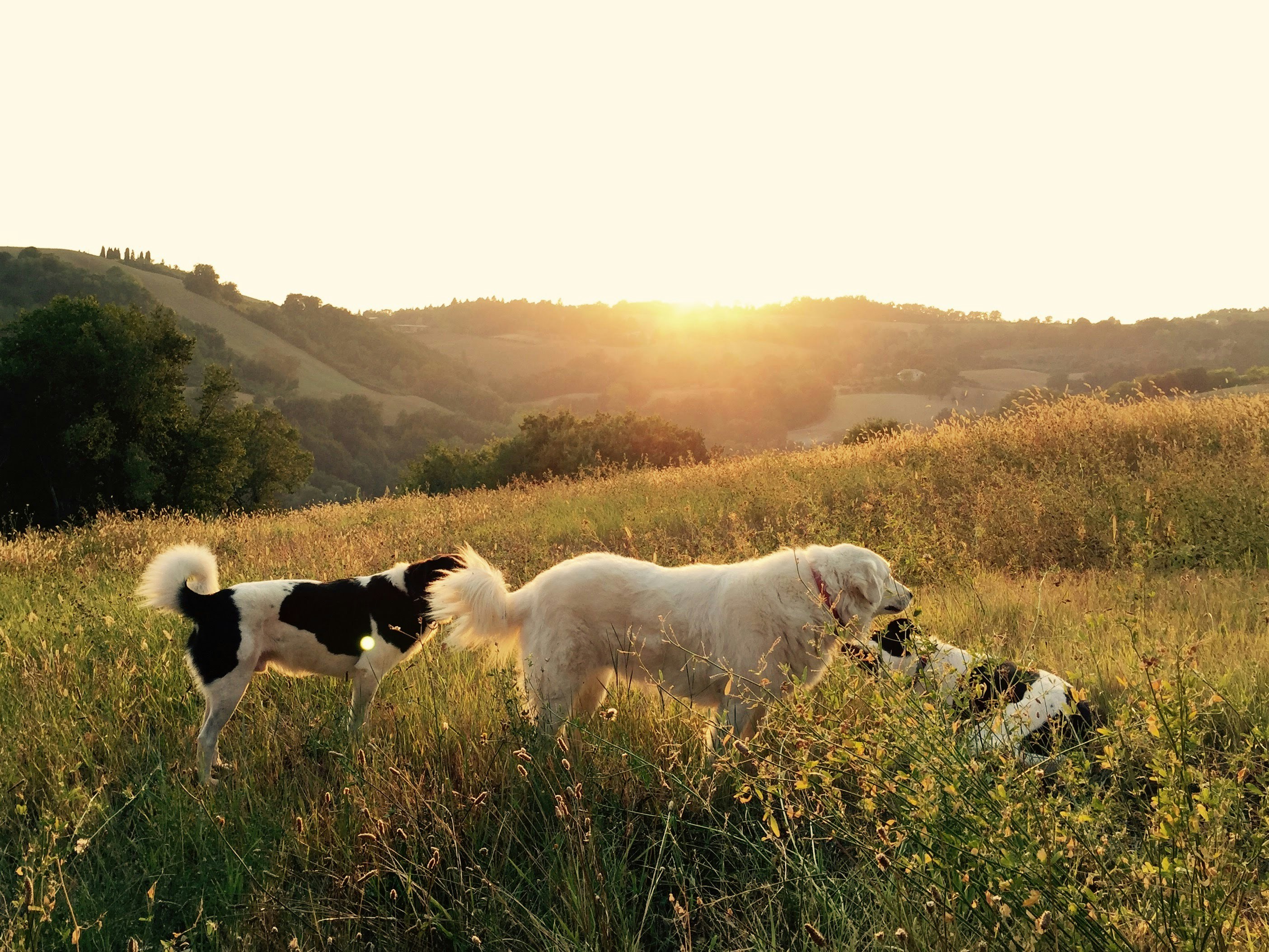 Finding the Best Dog Boarding in Toronto: A Loving Home Away From Home