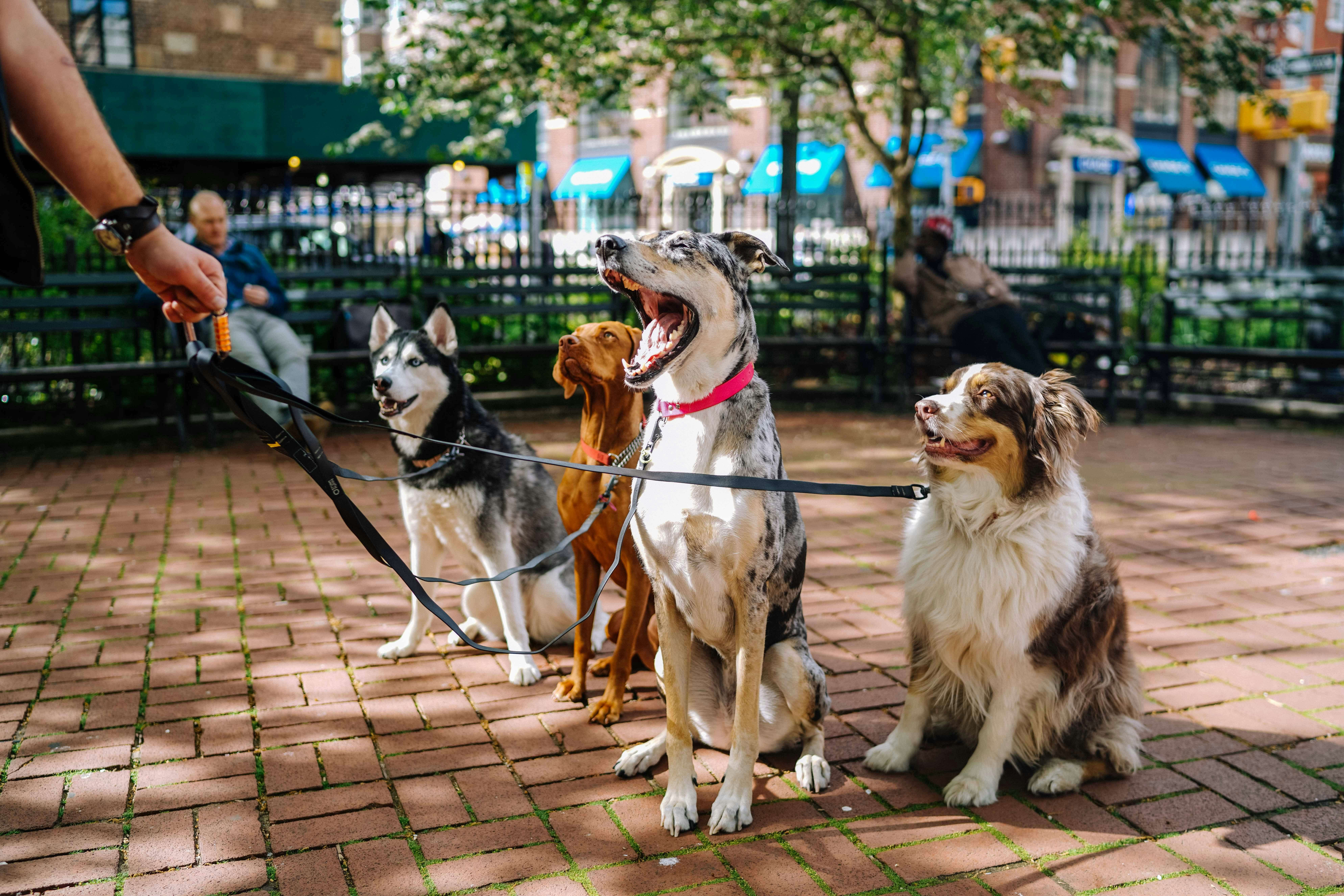 Dog Sitting Near Me: What to Look for Before Booking