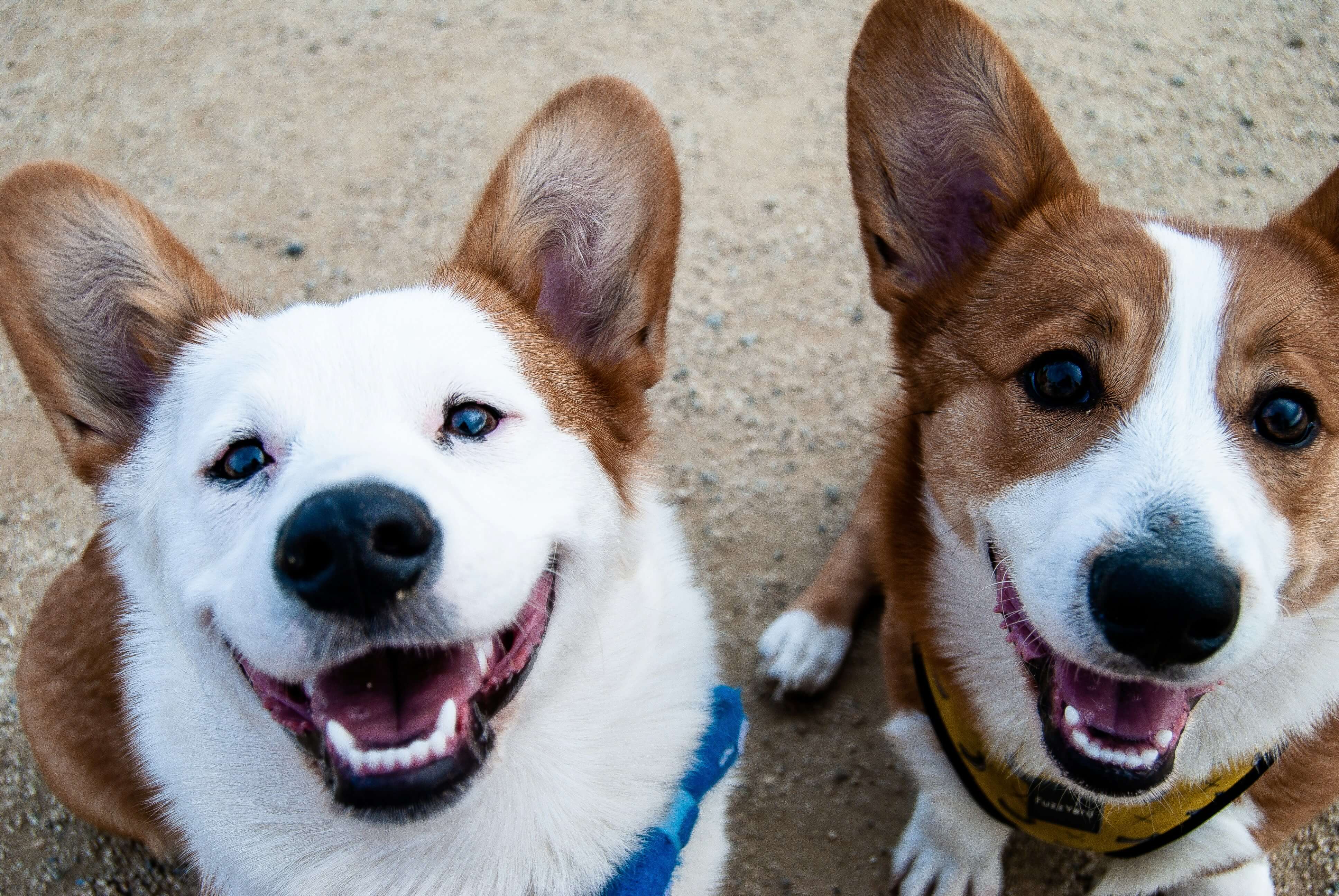 How Much Does a Dog Sitter Cost in Canada?