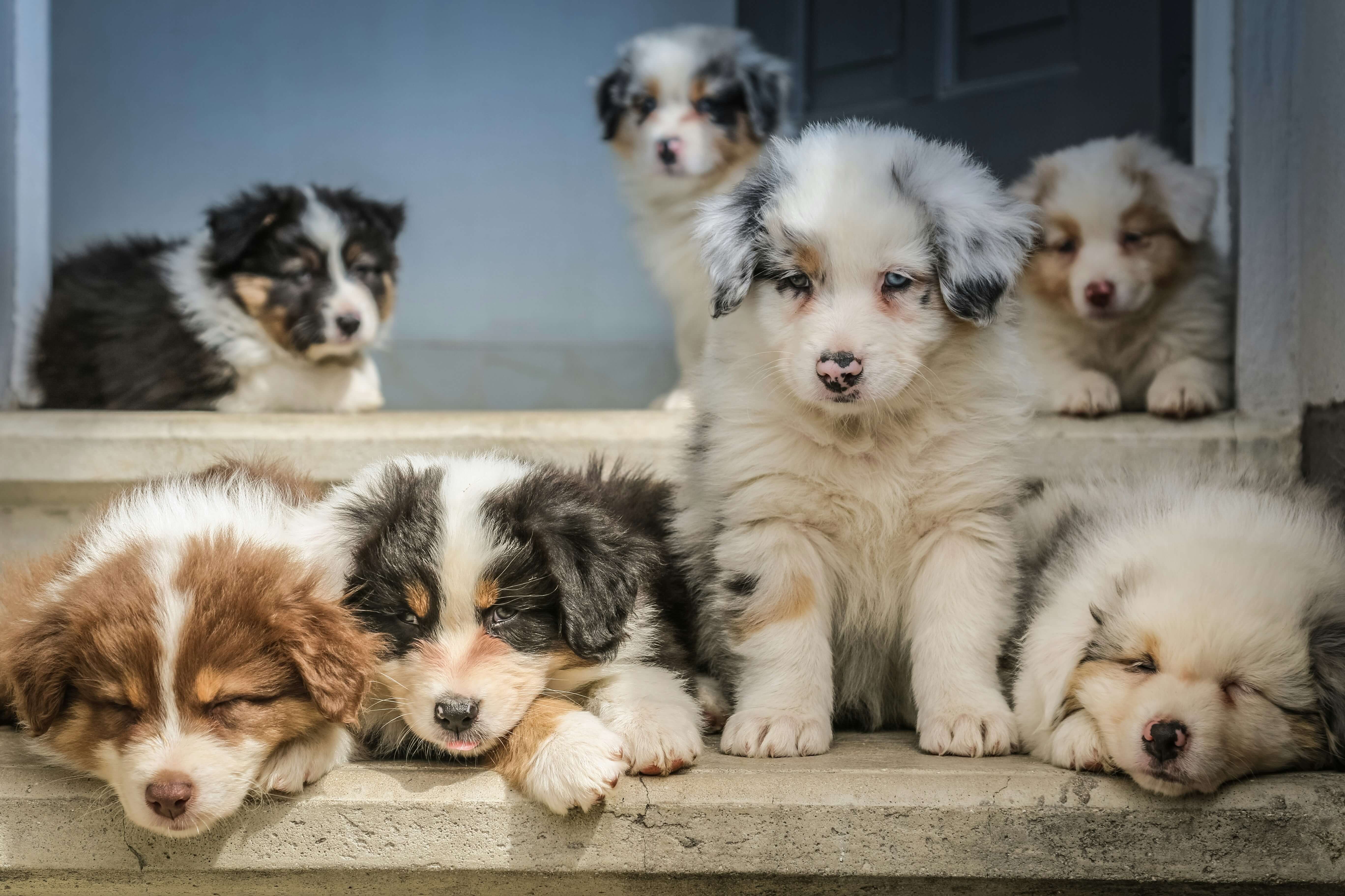 Dog Sitting vs Dog Boarding: Which Is Better for Your Pup?