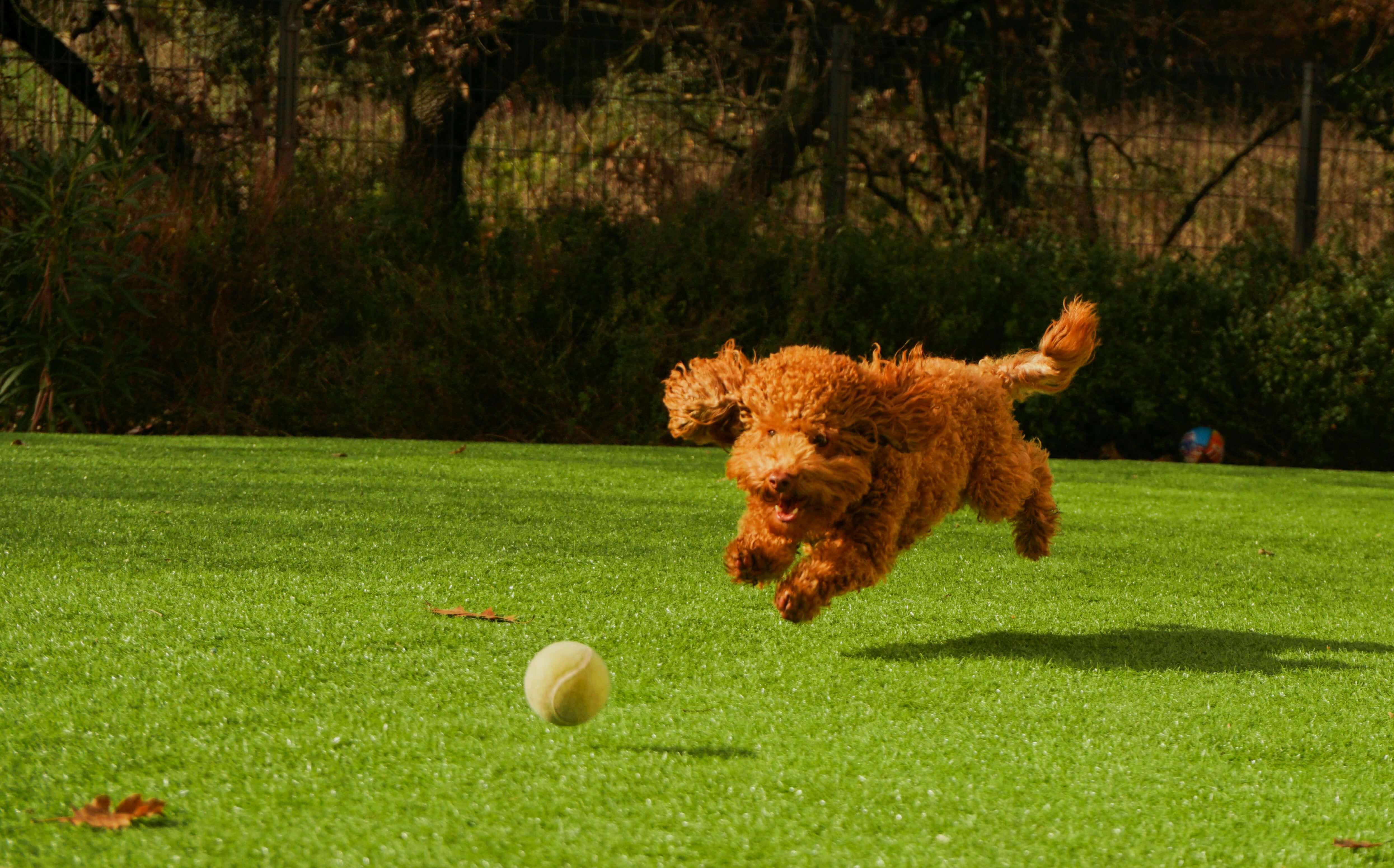 Is Having a Friend's Dog Stay Over a Good Idea? Pros, Cons, and Tips